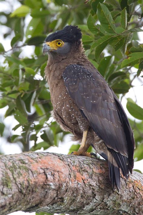 Crested Serpent Eagle 2 Chris Hill Wildlife Photography