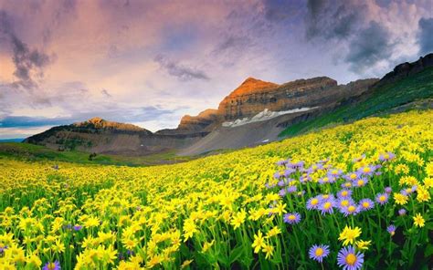 Hd Beautiful Mountain Valley Of Flowers Wallpaper