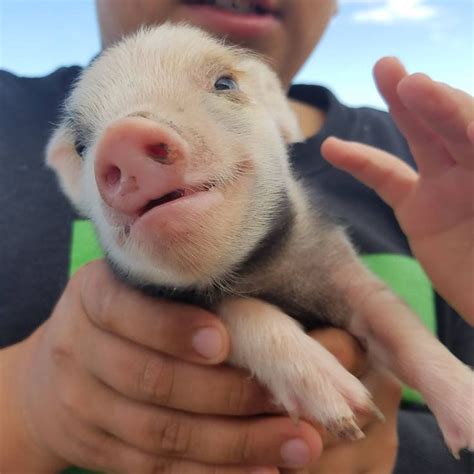 Colorado Cutie Pigs On Instagram “piglets Piglet Piggy
