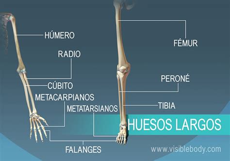 Aprenda Anatomía Del Esqueleto Tipos De Huesos
