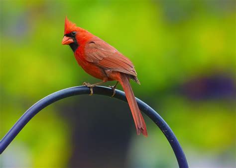 Male Northern Cardinal On Pole 2 Photograph By Bill Tiepelman