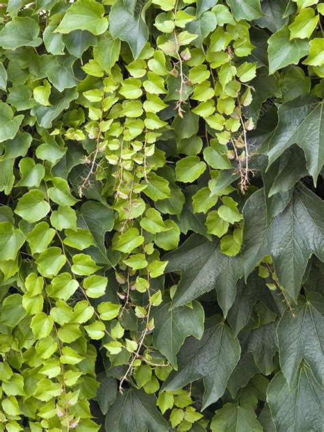 Maybe you would like to learn more about one of these? Boston ivy (Parthenocissus tricuspidata) - Stock Image ...