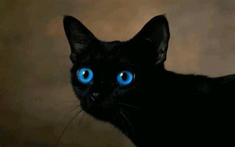 Black Cats With Blue Eyes Beautiful Black Cats Pinterest