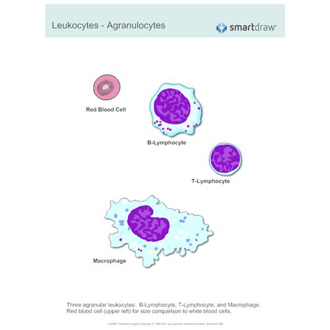 Leukocytes Agranulocytes