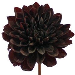 To draw a dahlia flower , you must first take a circle. The Woods LA: Black Dahlias