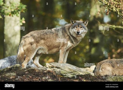 Eastern Wolf Canis Lupus Lycaon Staying In A Forest Captive Baden