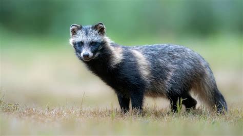 New Data Links Covid 19 Origins To Raccoon Dogs