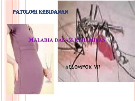 Ppt Malaria Dalam Kehamilan Powerpoint Presentation Free Download