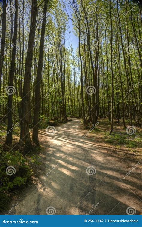 Path Leading Through Beech Tree Forest Stock Photo Image Of Foliage
