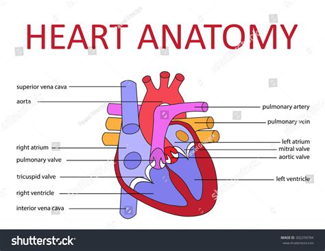 Human Heart Anatomy Schematic Diagram Vector 스톡 벡터로열티 프리 302299784