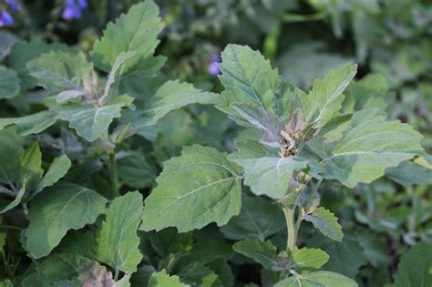 13 Common Edible Weeds That Are Nutritious Defiel Prepper Website