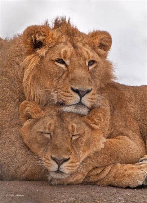 25 Best King And Queen Lion And Lioness Love Images On Pinterest