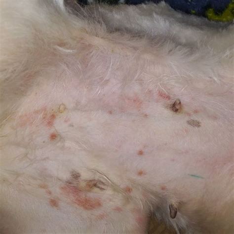 Dog Rash On Belly What Could It Be Fidose Of Reality We Are The Pet