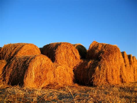 Bales Of Hay Free Photo Download Freeimages