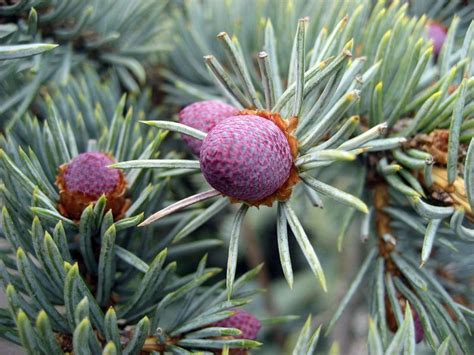 Colorado Spruce Koster Picea Pungens Koster Growing Guides
