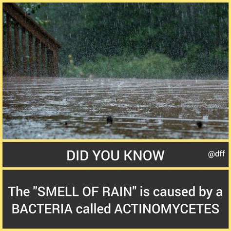 Smell Of Rain Fun Facts About Life Interesting Facts About World