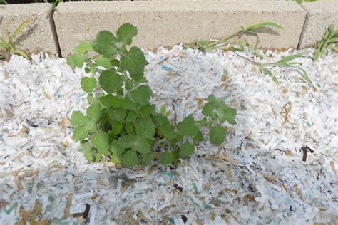 How to grow a green manure crop from weeds to enrich your organic garden bed. How to Prevent Weeds | Keep Weeds From Growing ...