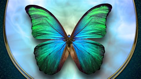 Download Free Butterfly Wallpaper Hd Desktop Wallpapers