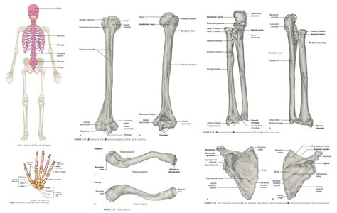 Pectoral Girdle Appendicular Skeleton Skeletal Organization Hot Sex Picture