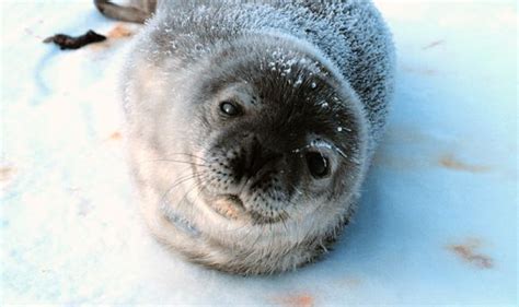 La Ligue Verte De La Finlande Soutient The Saimaa Seal Life Project