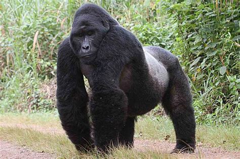 Mountain Gorilla Facts Habitat Diet Life Cycle Baby Pictures