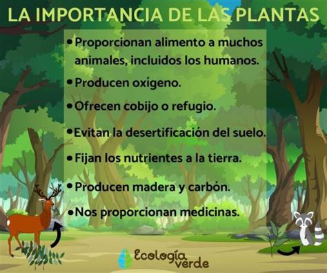 La Gran Importancia De Las Plantas Todas Las Razones