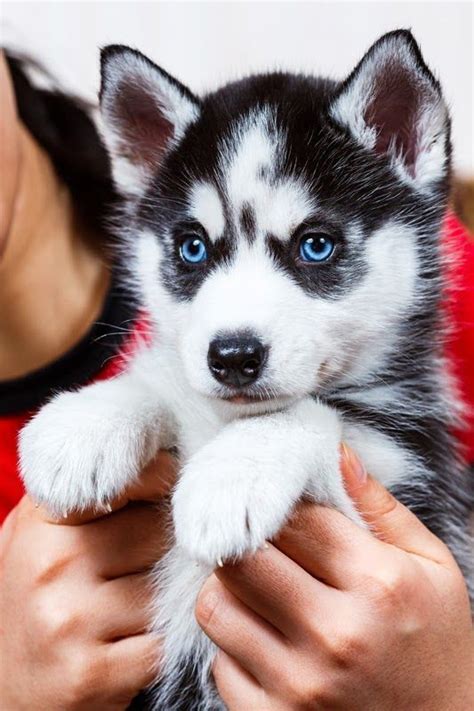 Adorable Siberian Husky Puppy In 2020 Cute Cats And Dogs Cute Husky