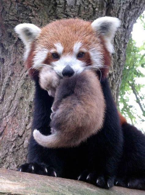 Adorable Pictures Rare Red Pandas Baby Bliss Red Panda Baby Cute