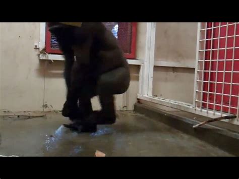 Ever See A Gorilla Break Dance Video