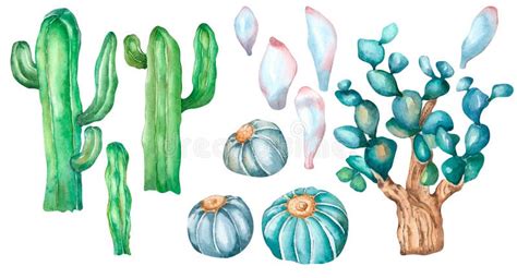 Set Of Cacti Watercolor Illustration Board On White Background Stock