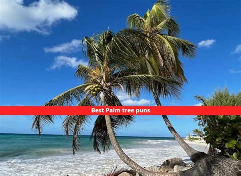 100 Best Palm Tree Puns For Captions And Funs 2023