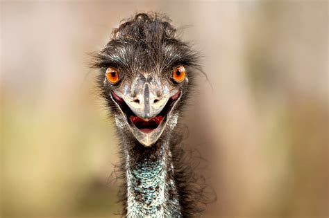 Hd Wallpaper Black Ostrich Bird Head Beak One Animal Animal