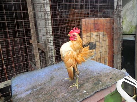 Check spelling or type a new query. Blog Serama Malaysia: Ayam muda untuk dijual...(dah jual)