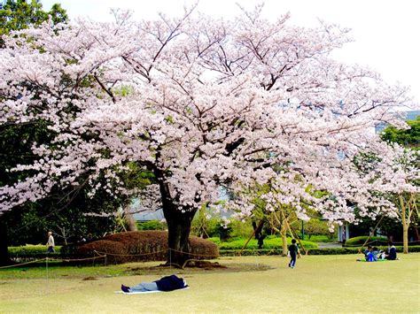 It was produced by fabrizio argiolas in 2013 and leaked on may 1, 2019. Why You Should Visit Japan During Cherry Blossom Season ...