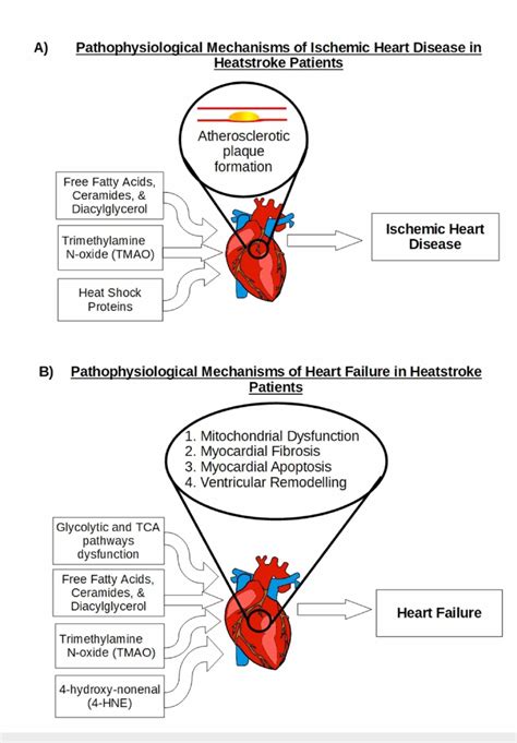 Potential Pathophysiological Mechanisms Of Cardiovascular Diseases In