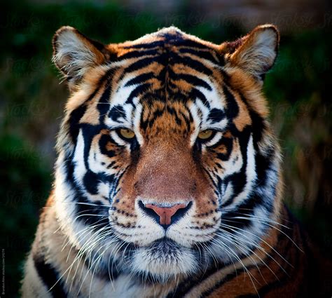 Bengal Tiger Close Up Portrait By Stocksy Contributor Brandon Alms