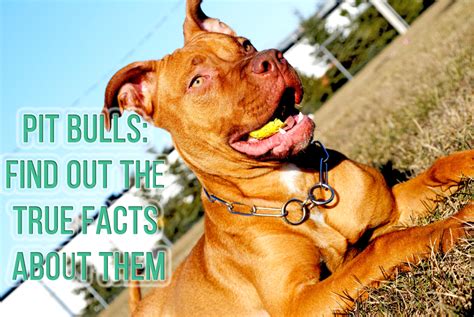 Pit Bulls Find Out The True Facts About Them Brainydump