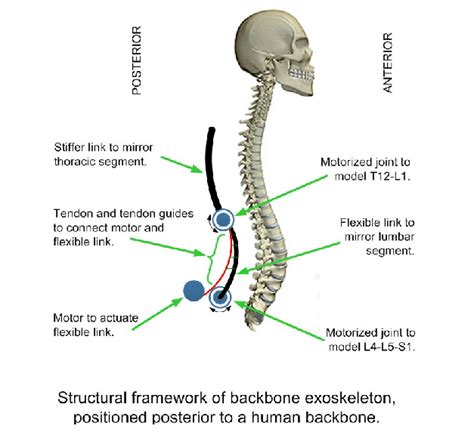 Lower jaw (mandible) collar bone. backbone - Liberal Dictionary