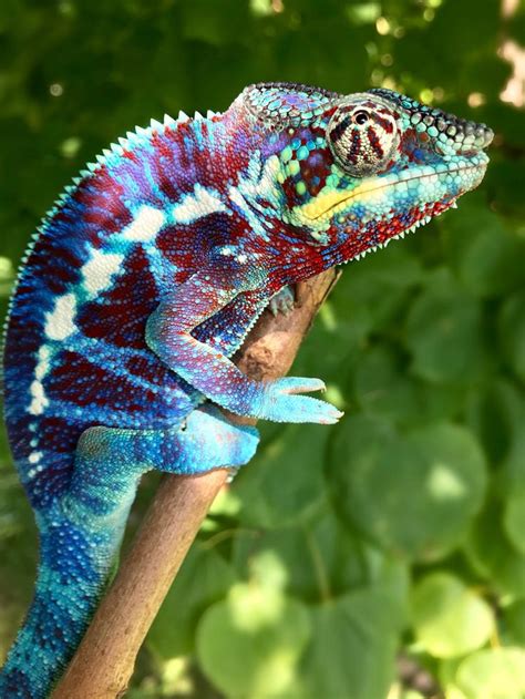 This Amazing Ambanja Panther Chameleon In 2020 Chameleon Pet