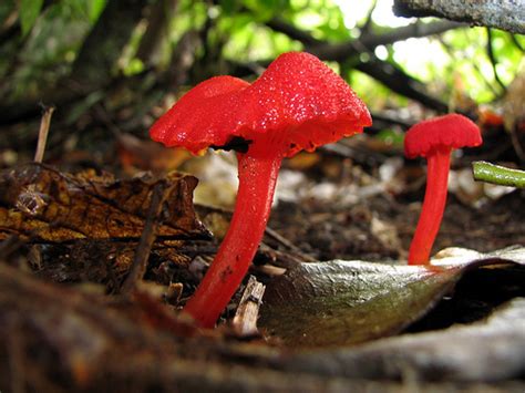 Bright Red Mushroom Old Photo Gallery Mycotopia