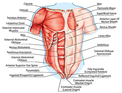 Now that we've studied the skeletal pelvis and ribcage, it's time to see how they come together with the musculature of the torso. How To Open Up The Chest Muscles To Prevent Forward ...