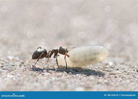 Ants Carrying Larvae To The Anthill Stock Photo Image Of Ants Animal