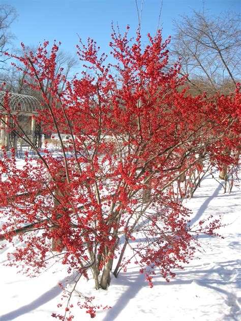 Winterberry Holly Plant Profile Sylvan Gardens Landscape Contractors