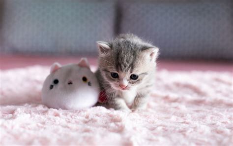 Cutest Cat Wallpapers Wallpaper Cave