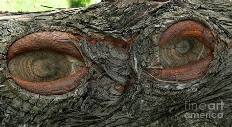 The Trees Have Eyes Photograph By Angela Wright
