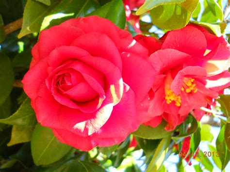 Picture of mississippi state flower. Landscape Services | University of Mississippi