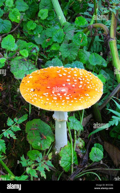 A Mushroomfungi With White Speckled Bright Orange Cap 475 In