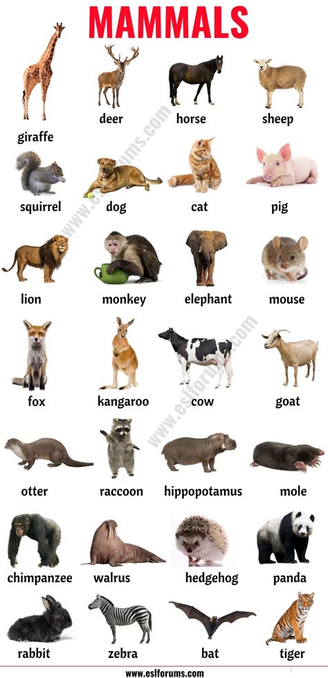 Mammals Images With Names