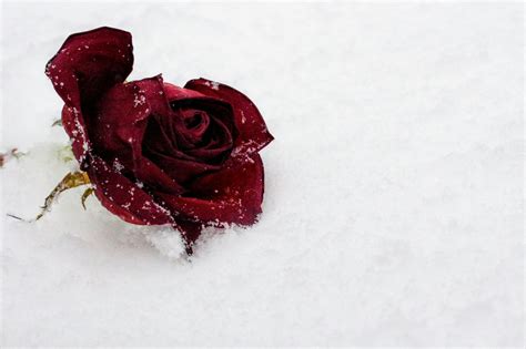 Red Rose On Snow · Free Stock Photo
