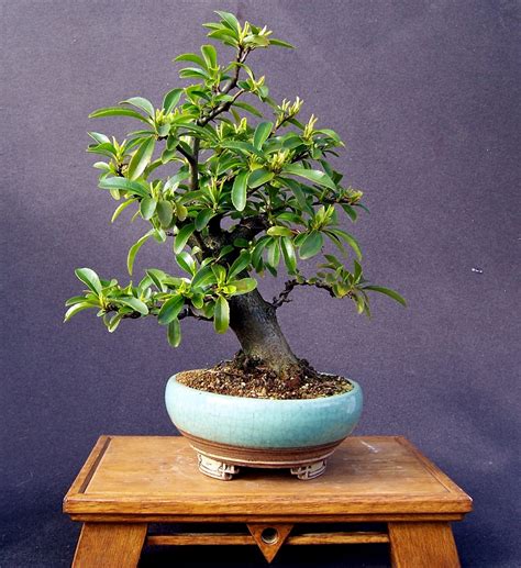 Bonsai pots are a great way to preserve and display your favorite plants. MiKo Bonsai: Tony Remington Bonsai pots